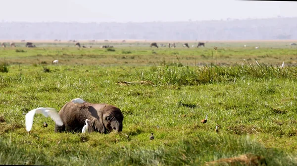アンボセリの湿地に立つかわいいアフリカゾウの子牛挨拶鳥が飛ぶように草を食べる — ストック写真