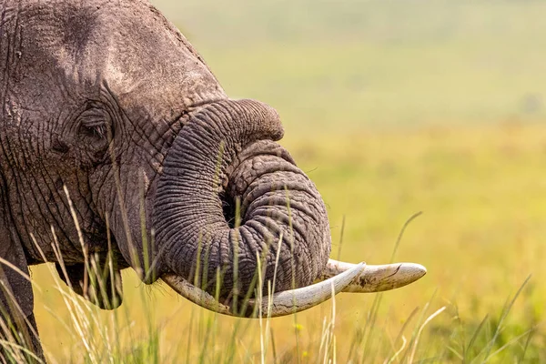 Foto Cerca Joven Elefante Africano Con Tronco Acurrucado Espacio Para — Foto de Stock