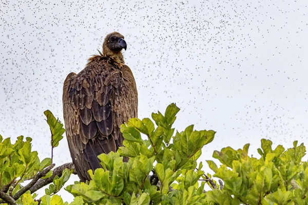 Grande Uccello Avvoltoio Appollaiato Albero Kenya Africa Con Uno Sciame — Foto Stock