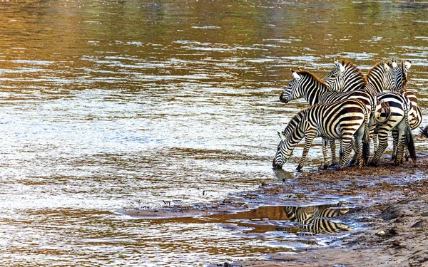 Herd Zebra Drinking River Zoals Zien Safari Game Drive Kenia — Stockfoto
