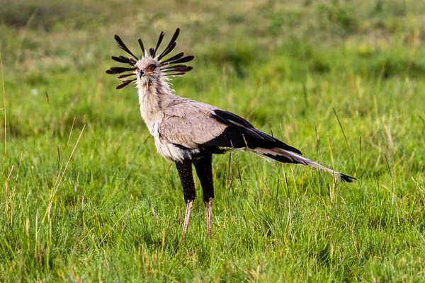 Bellissimo Grande Uccello Segretario Con Corona Piume Sulla Testa Piedi — Foto Stock