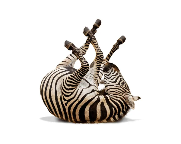 Vtipné Africké Pláně Zebra Rollong Zadní Straně Všemi Čtyřmi Nohama — Stock fotografie