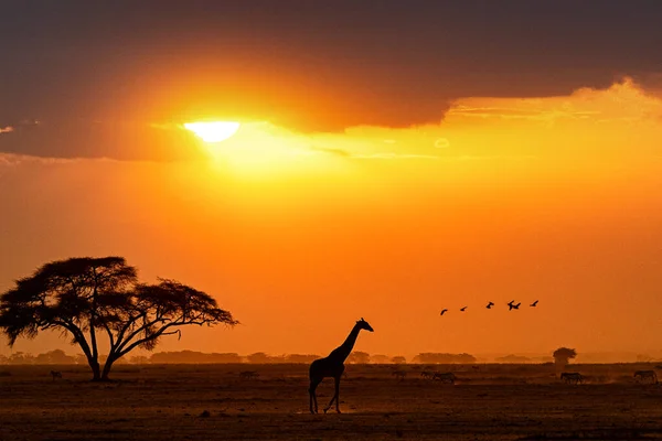 Egy Zsiráf Sziluettje Amint Átsétál Egy Mezőn Kenyában Afrikában Arany — Stock Fotó