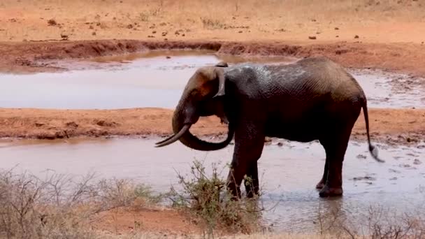 Afrika Fili Kenya Daki Tsavo Ulusal Parkı Ndaki Bir Birikintisinden — Stok video