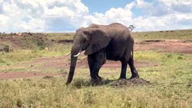 Afrika fili arka planda yavru buzağıyla Kenya çayırlarında yürüyor