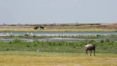 Amboseli Fillerle Oyun ve Antiloplarla Sahne