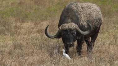 Kenya, Afrika 'da beyaz balıkçıl kuşlarıyla bufalo otluyor.