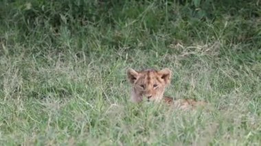Kenya, Afrika 'da Masai Mara Üçgeni' nin uzun otlarında yatan yavru bir aslan yavrusu etrafına bakıyor ve başını sallıyor.