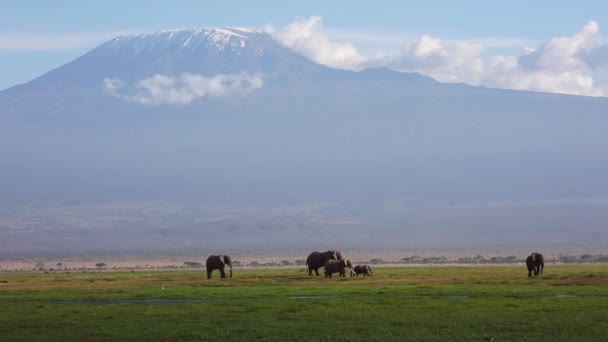 Góra Kilimandżaro Widziana Parku Narodowego Amboseli Kenii Afryka Stadem Słoni — Wideo stockowe
