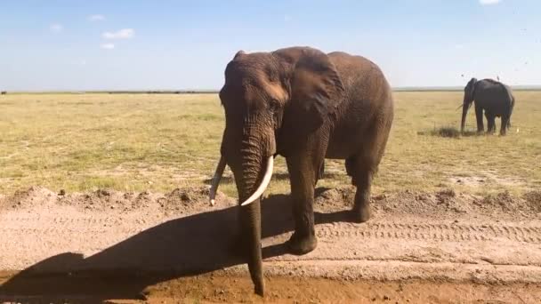Safari Aracının Yanındaki Fil Çamurdan Sandık Püskürtür — Stok video