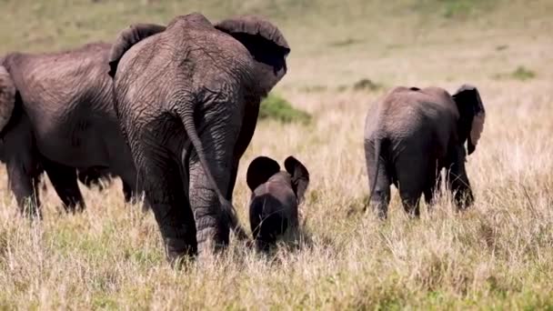 かわいい赤ちゃんの子牛が走っていて 耳が浮かんでいる象の家族の散歩 — ストック動画