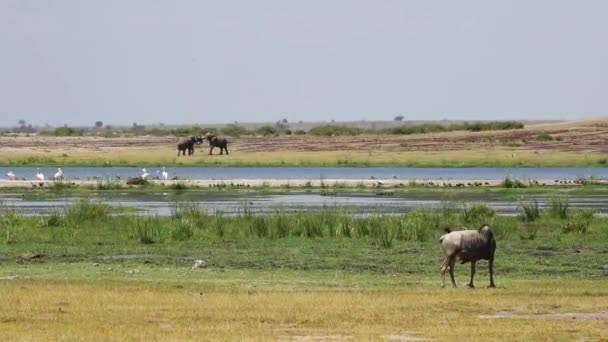 Amboseli Scéna Slony Hrát Wildebeest — Stock video
