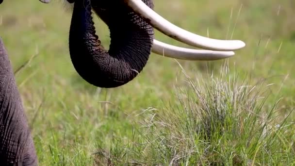 Крупный План Замедленного Съемки Туловища Африканского Слона Обернутого Вокруг Травы — стоковое видео