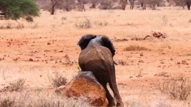 Komik bir Afrika fili büyük bir kayanın üstünde sırtını kaşıyor.