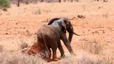 Funny African elephant walks up to a rock and rubs his butt against it to scratch an itch. 