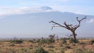 Kenya Afrika, Amboseli 'deki Kilimanjaro Dağı' nın önünde tek başına yürüyen Masai zürafası.
