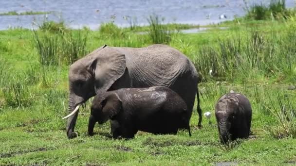 Elefante Família Grazing Pântanos Amboseli — Vídeo de Stock