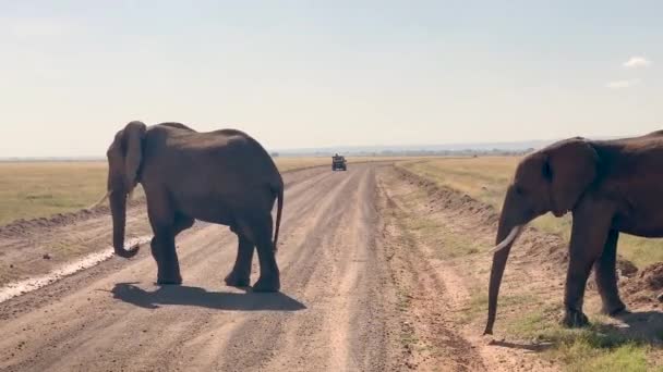 Familia Elefantes Cruzan Carretera Delante Del Vehículo Safari — Vídeo de stock