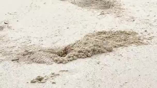 Αστεία Καβούρι Φάντασμα Σκάβει Τρύπα Και Ρίχνει Άμμο — Αρχείο Βίντεο