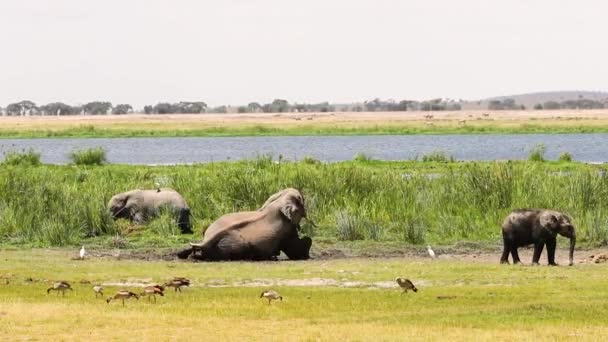 Śmieszne Duże Afrykańskie Słonie Toczące Się Błocie Parku Narodowym Amboseli — Wideo stockowe