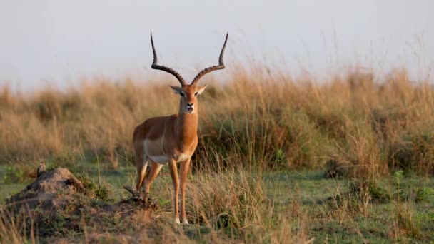Impala Antilobu Altın Işıkta Vücudu Kulakları Ağır Çekimde Sallıyor — Stok video