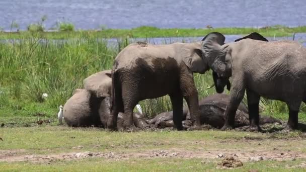 Rodina Afrických Slonů Valících Bahně Bažin Amboseli Keňa Afrika — Stock video