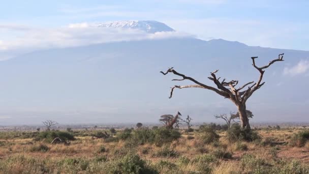 Masai Καμηλοπάρδαλη Περπάτημα Μόνη Της Μπροστά Από Βουνό Kilimanjaro Στην — Αρχείο Βίντεο