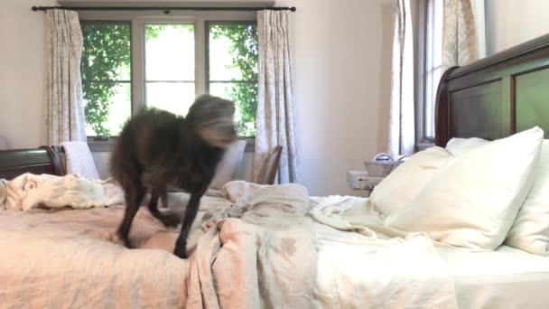 Αστεία Βρεγμένα Σκυλιά Κυλιούνται Στο Κρεβάτι Και Κουνάνε Γούνα Τους — Αρχείο Βίντεο