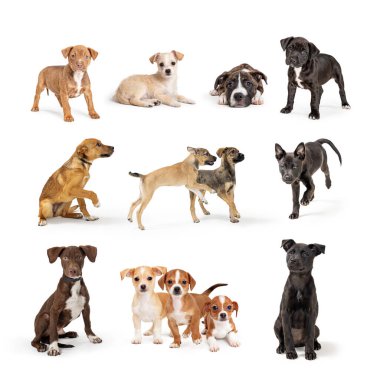 Farklı cinsten şirin köpek yavruları beyaz arka planda izole bir şekilde bir araya geliyor.