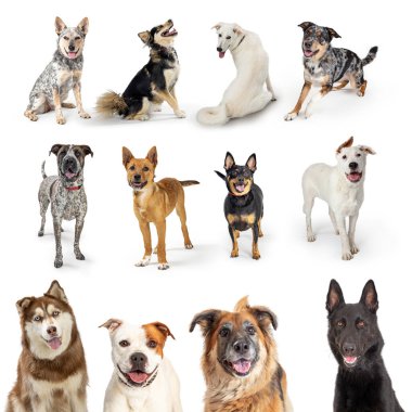 Değişik boyutlarda ve güler yüzlü, güler yüzlü, evcil köpeklerden oluşan bir koleksiyon.