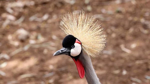 Foto Primo Piano Della Testa Una Gru Incoronata Oro Africano — Foto Stock