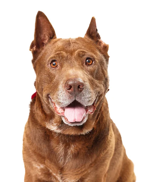 Ein Niedlicher Großer Mischlingshund Mit Fröhlichem Lächeln Und Freundlichem Gesichtsausdruck — Stockfoto