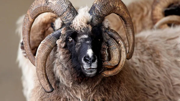 Навахо Чуррові Вівці Ятьма Великими Вигнутими Рогами Крупним Планом Фото — стокове фото