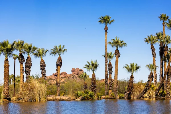 Beautiful Landscape View Papago Park Tempe Arizona Fishing Pond Palm — Stock Photo, Image
