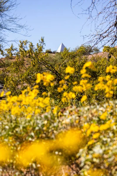 Yellow Spring Wildflower Blossoms Front Hunt Tomb Tourist Site Tempe — Stock Photo, Image