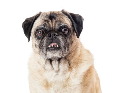 Yakından çekilmiş şirin, yaşlı bir geyik yavrusu renginde yamuk dişleri ve dili olan safkan bir köpek resmi.