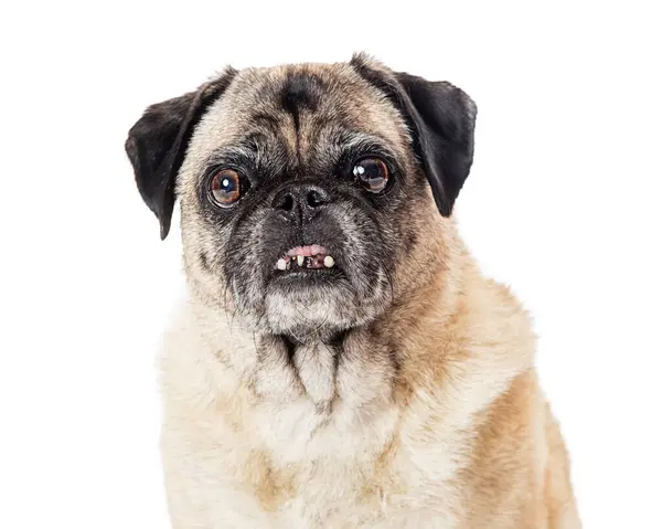 Closeup Photo Cute Old Fawn Color Pug Purebreed Dog Crooked Stock Image