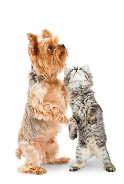 かわいい 遊び心のある若い犬と子猫は興奮して見上げて後ろ足に立っています 白に隔離される ストック写真