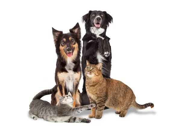 Group Two Happy Dogs Two Playful Cats Together Isolated White Royalty Free Stock Photos