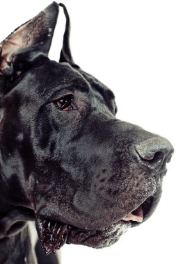 büyük köpek