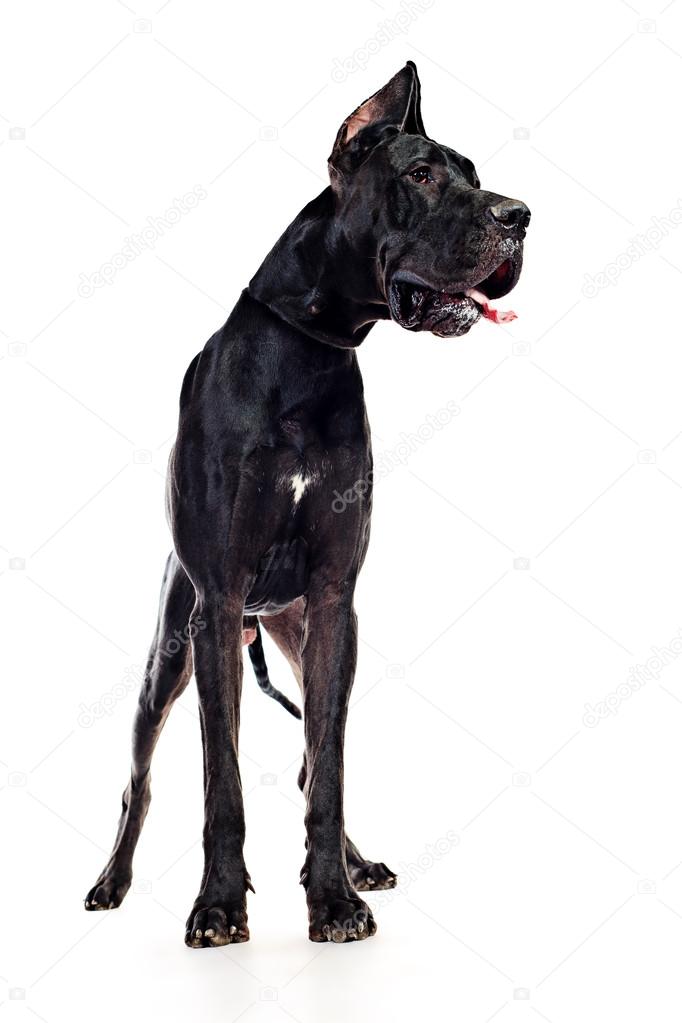 mastiff black