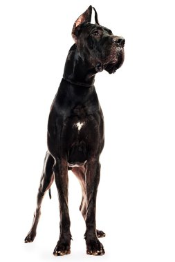görkemli köpek