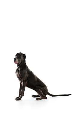 görkemli köpek