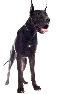 köpek poz