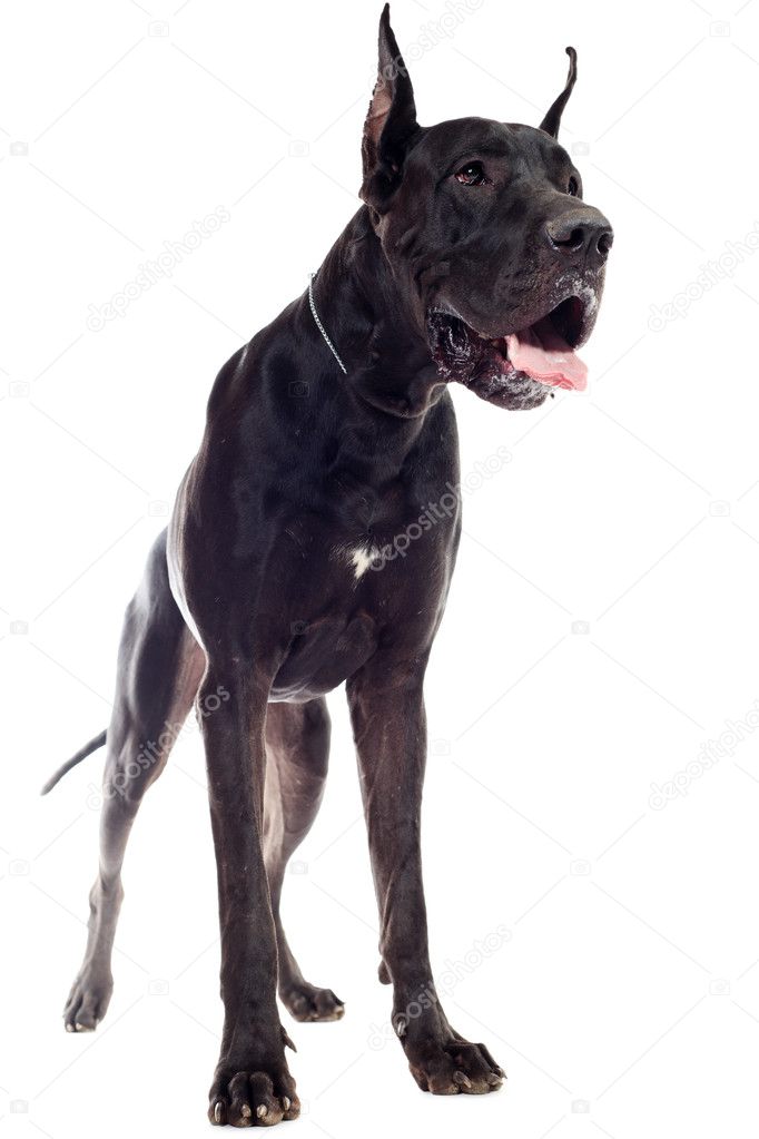 dog posing