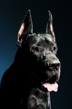 siyah köpek