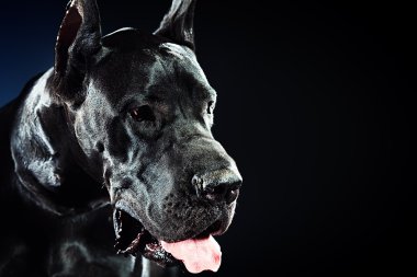 görkemli köpek