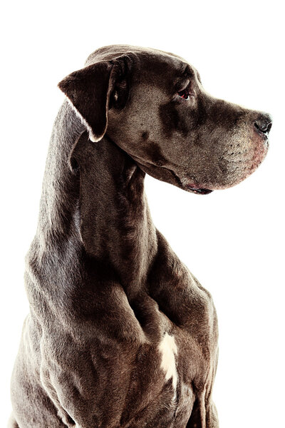 Чистая собака
