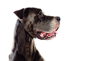 Mastiff köpek