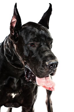 köpek portre
